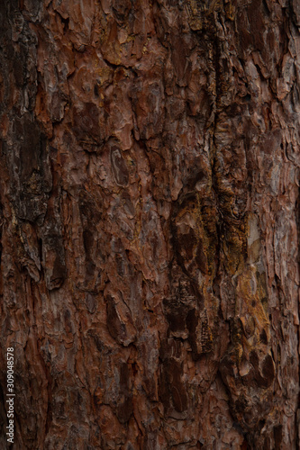 Texture of a bright brown pine bark