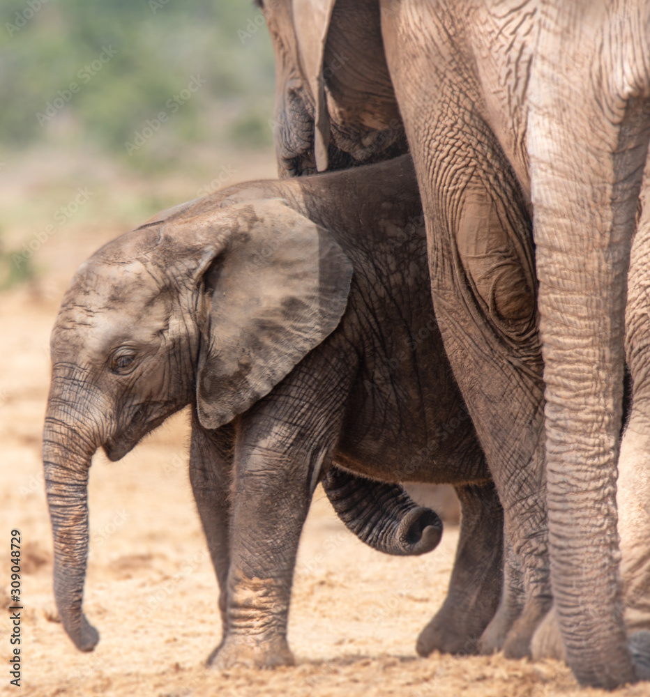 Elefanten Mama passt auf
