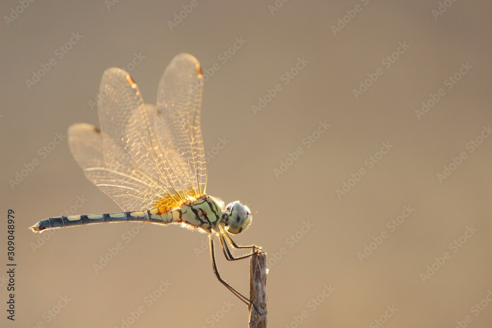 dragonfly green tail orange wings on tip of a branch - obrazy, fototapety, plakaty 