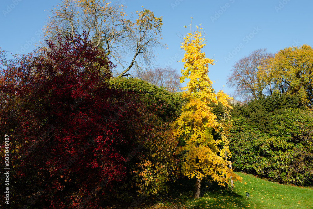 Fototapeta premium yellow tree in autumn