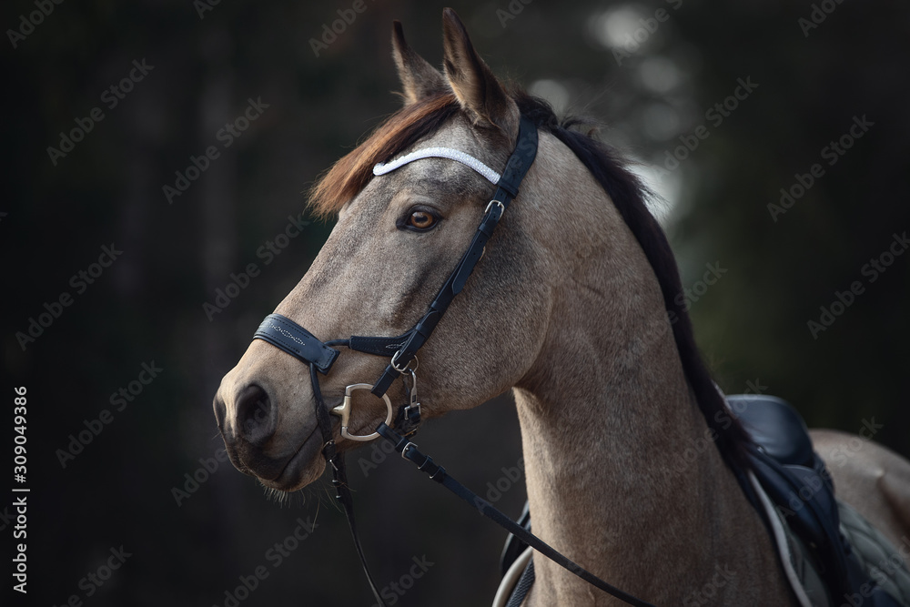 portrait of beautiful stunning show jumping gelding horse with bridle and white rowband with beads in forest in autumn landscape