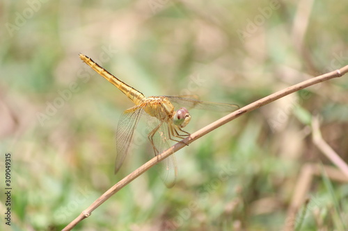 yellow dragonfly on a dry stick