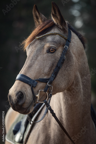 close portrait of beautiful stunning show jumping gelding horse with bridle and browband with beads in forest in autumn landscape © vprotastchik
