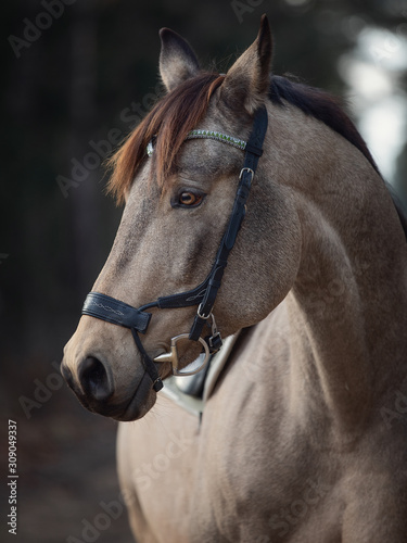 Fototapeta Naklejka Na Ścianę i Meble -  portrait of beautiful stunning show jumping gelding horse with bridle and browband with beads in forest in autumn