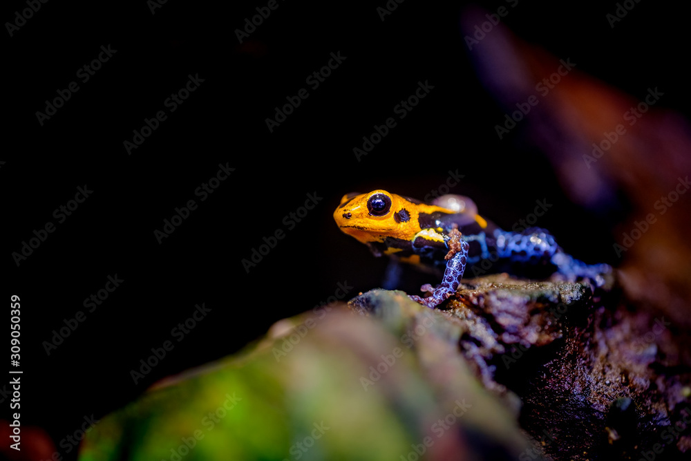 Fototapeta premium Mimic Poison Frog or poison arrow frog