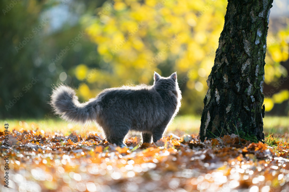 side view of a fluffy blue tabby maine coon cat standing on autumn leaves next to a tree looking away