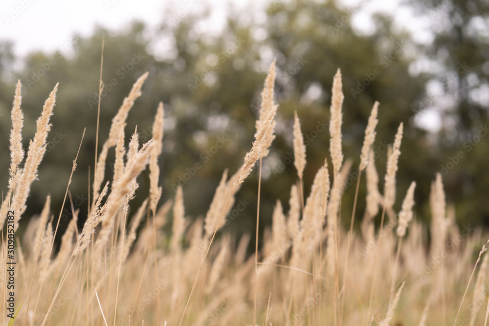 Savannah grass field in sun backlight,Twinkle with sunlight at noon. Savannah grass field in sun backlight,Twinkle with sunlight at noon.