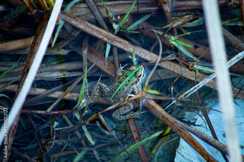Frog in the lake