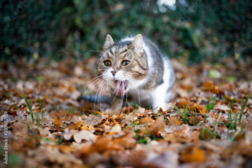 tabby white british shorthair cat outdoors in the garden throwing up puking on autumn leaves © FurryFritz