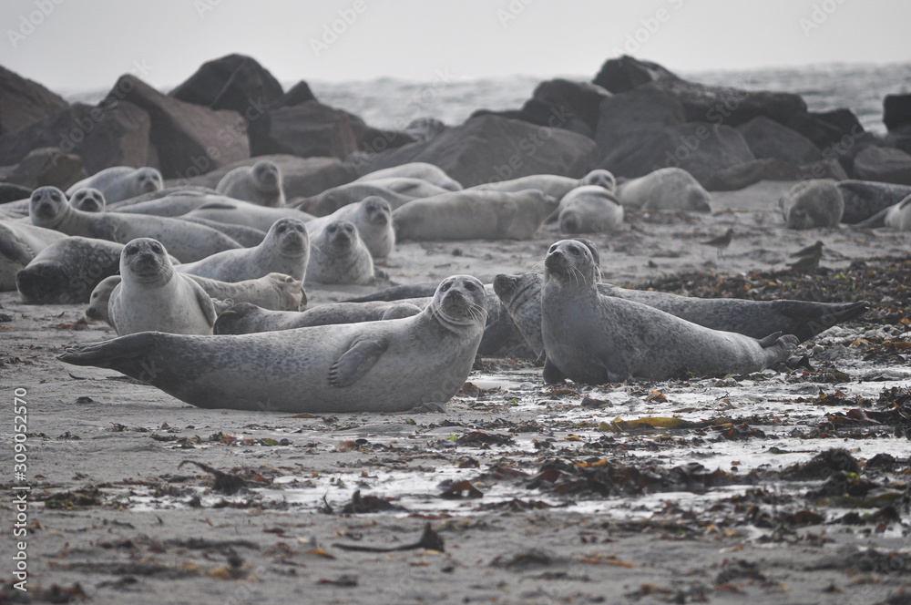 Fototapeta premium Robben auf Helgoland