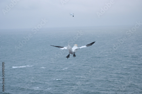 Helgoland Basst  lpel