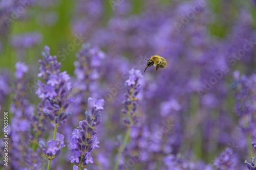 bee and lavender flowers © Napat_v.A.