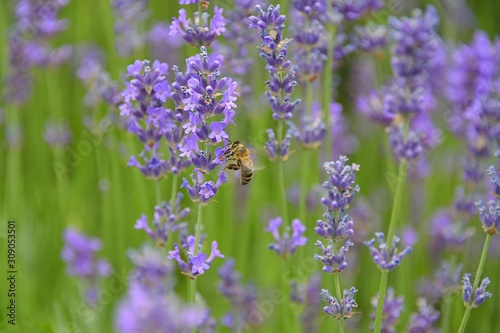 bee and lavender flowers