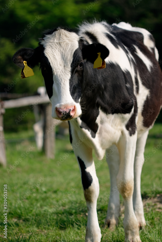Dairy cows grazing on Japanese ranch Dairy cows grazing on Japanese ranch