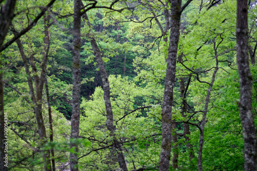 grove of mixed trees in forest © makoto sato
