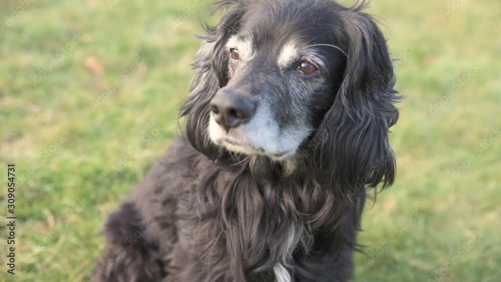 Cute Dog Looking Around in the Lawn 60fps Cute Dog Looking Around in the Lawn 60fps