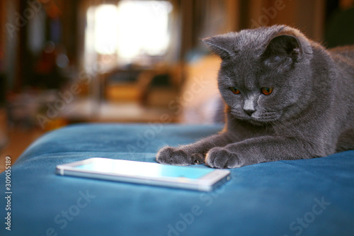 Grey cat plays on smartphone