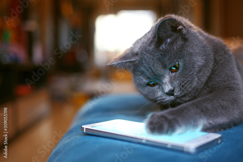 Grey cat plays on smartphone