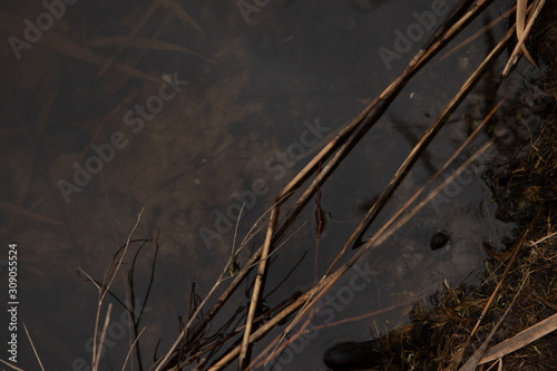Bulrush in the water closeup 