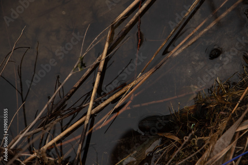Bulrush in the water closeup first angle