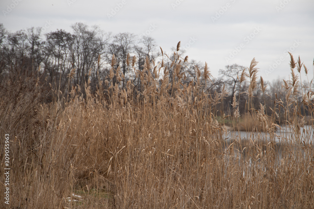 Tall grass on the lake with forest on background close-up in Ukraine