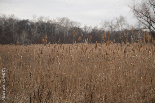 Tall grass on the lake with forest on background in Ukraine