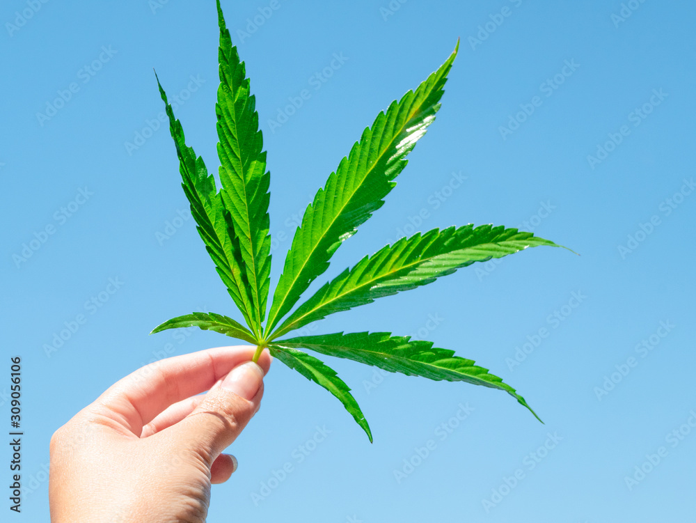 green cannabis leaf in hand against blue light sky green cannabis leaf in hand against blue light sky