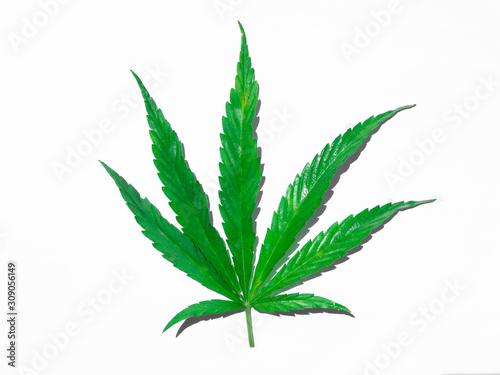 Green cannabis leaf isolated on white