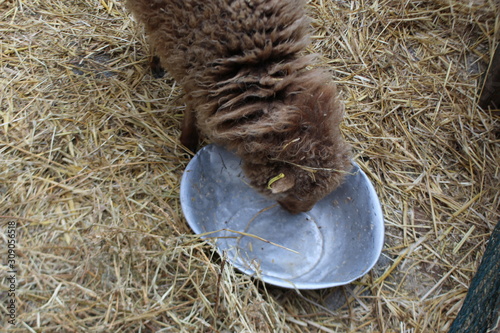 petit mouton marron