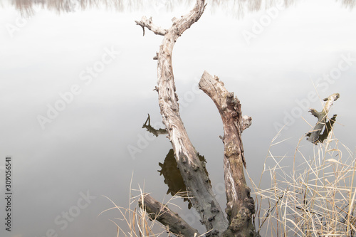 Bright Branch of a tree above mirror water 