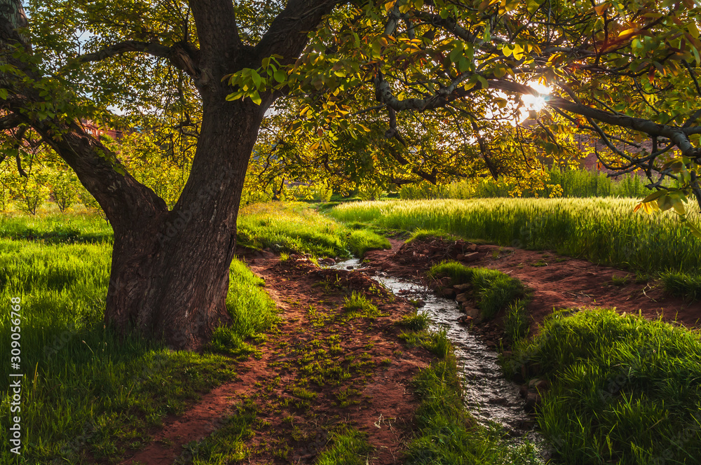 Fototapeta premium Idylic view under a tree with little river at the sunrise in the Ait Bouguemez Valley in Morocco, like in paradise