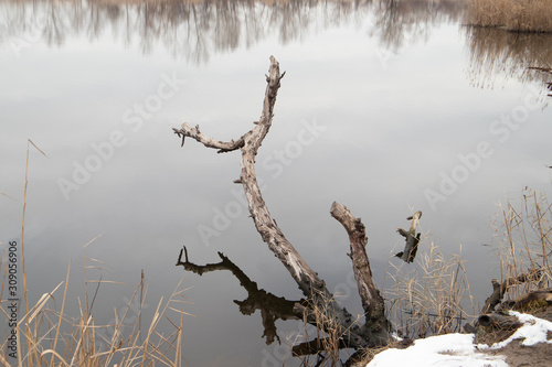 Branch of a tree above mirror water