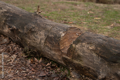 Trunk of a tree on the ground close-up