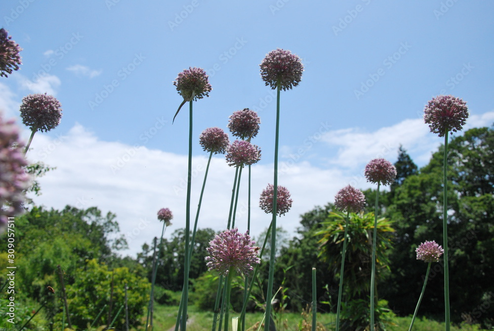 お馴染み食用香味料のニンニクの花 きれいなぼんぼり状の花を付ける 華道の花材としても使われる Stock Photo Adobe Stock