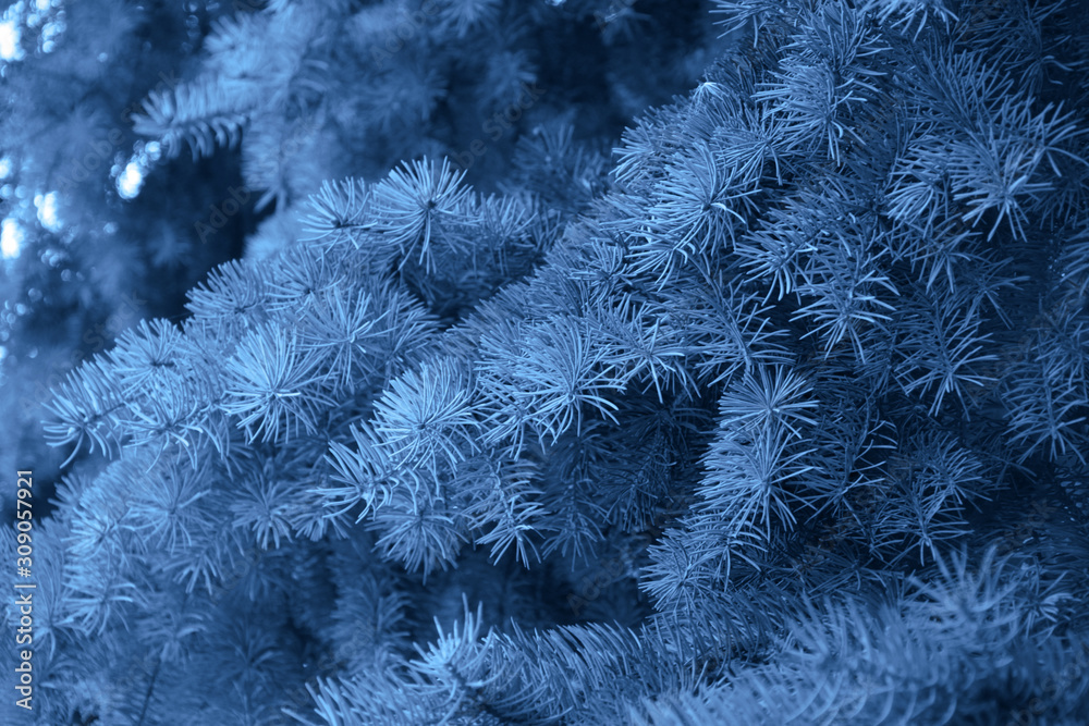 Fir branches classic blue spruce. Close up. Branches of classic blue spruce. Winter nature. Spruce needles. Fluffy Christmas tree. Classic blue christmas spruce tree.