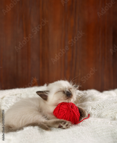 Cute baby cat. Cozy kitten on a white knitted sweater with a ball of red yarn.