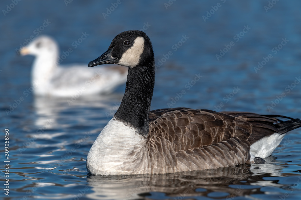 Canadian Goose swimming in a small lake. Canadian Goose swimming in a small lake.