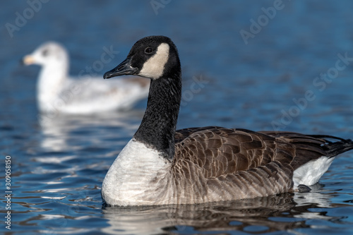 Canadian Goose swimming in a small lake.