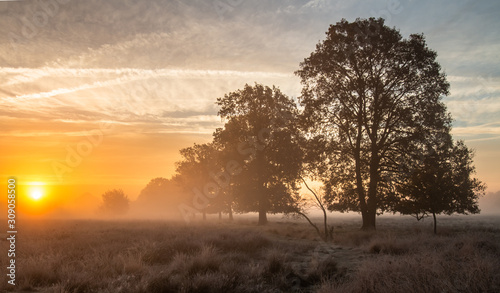 Sunrise on a misty cold morning at a nature preserve with mist and a row of trees, Drenthe, The Netherlands