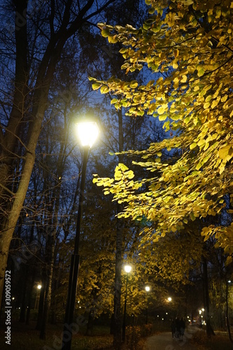 Night autumn landscape. Golden leaves of trees against the dark sky. Vintage lantern.1