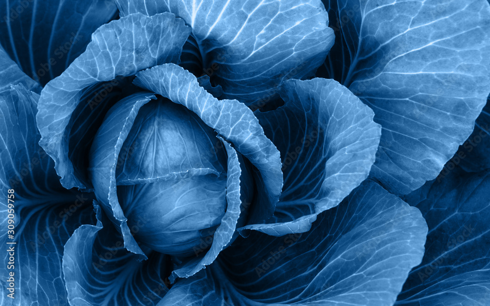 Obraz premium Top view of cabbage leaves colored with blue. Organic cabbage head. Overlay classic blue color on cabbage leaves
