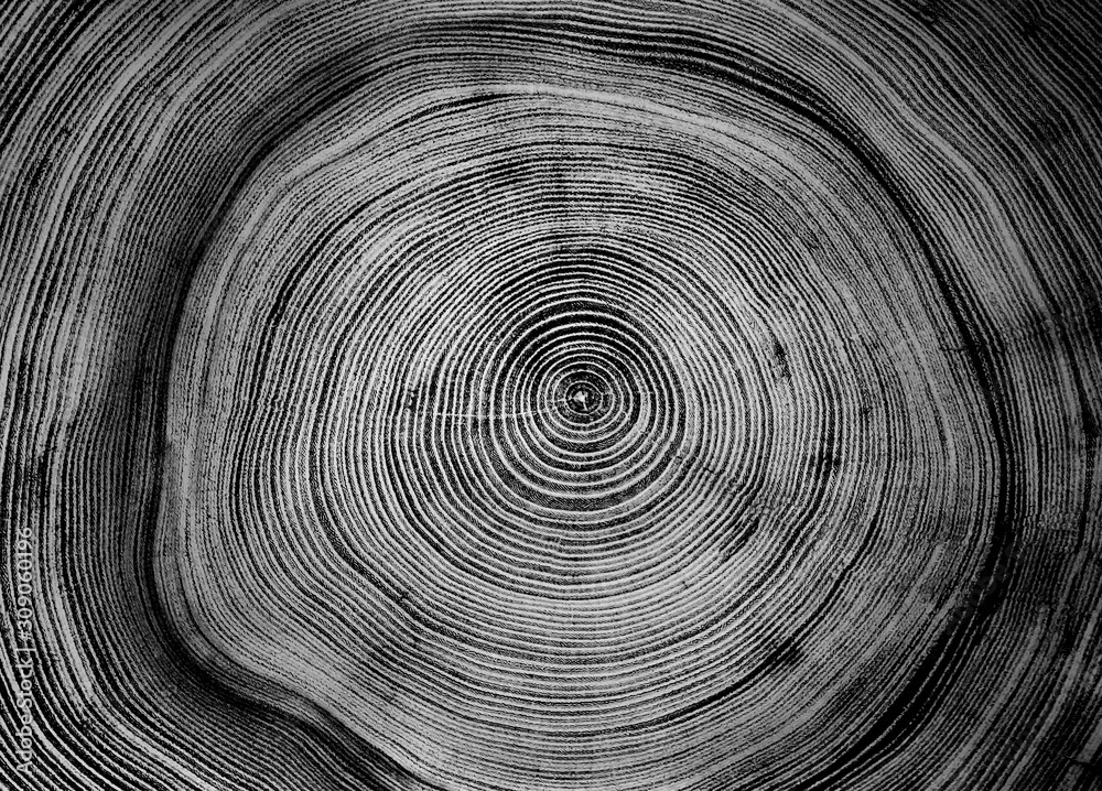 Old wooden oak tree cut surface. Detailed warm dark brown and orange tones of a felled tree trunk or stump. Rough organic texture of tree rings with close up of end grain. Old wooden oak tree cut surface. Detailed warm dark brown and orange tones of a felled tree trunk or stump. Rough organic texture of tree rings with close up of end grain.