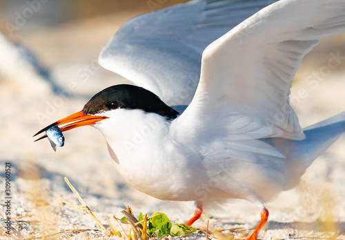 Roseate tern with fish in beak photo