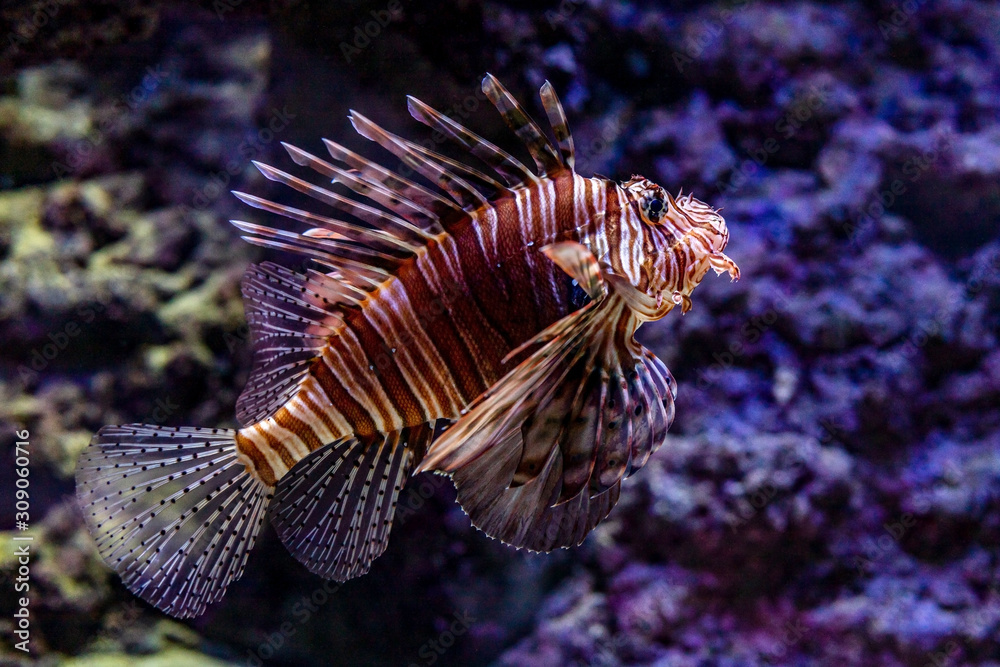 Dangerous Red lionfish in coral reef