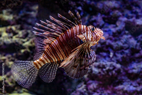 Dangerous Red lionfish in coral reef