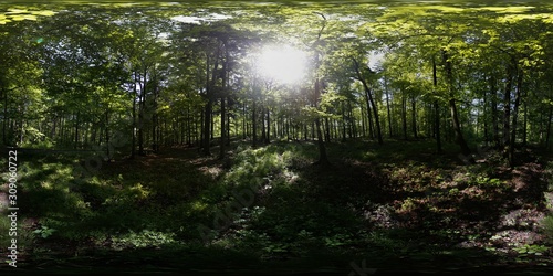Fototapeta Naklejka Na Ścianę i Meble -  Summer Forest 360 Panorama