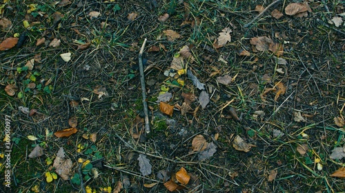 top down detail of ground forest texture nature autumn