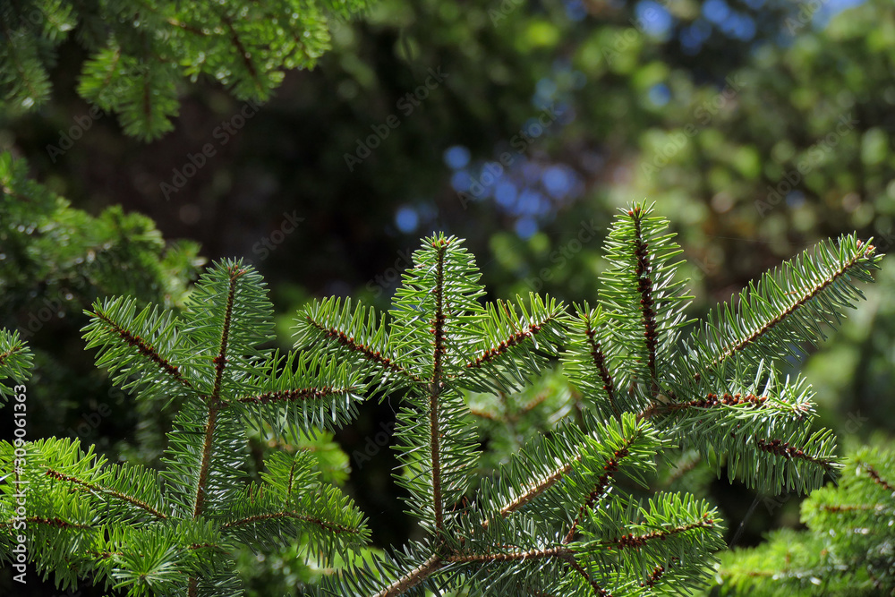 Detail of fir branches, typical of Christmas Detail of fir branches, typical of Christmas