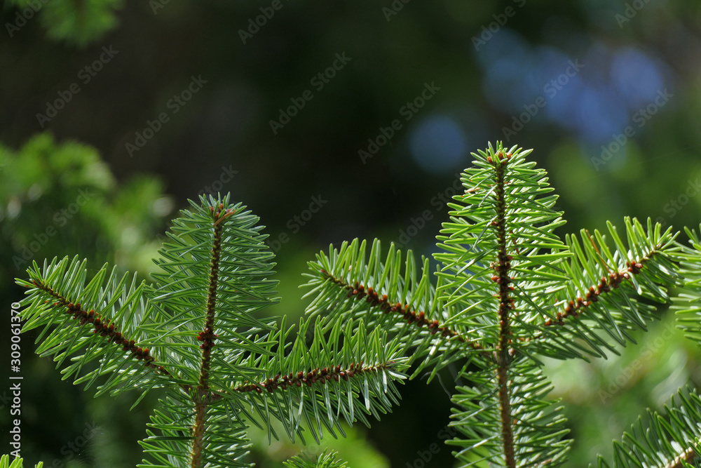 Detail of fir branches, typical of Christmas