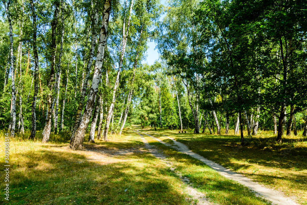 Rural dirt road in a birch forest on summer Rural dirt road in a birch forest on summer